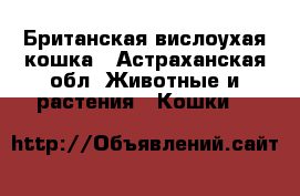 Британская вислоухая кошка - Астраханская обл. Животные и растения » Кошки   